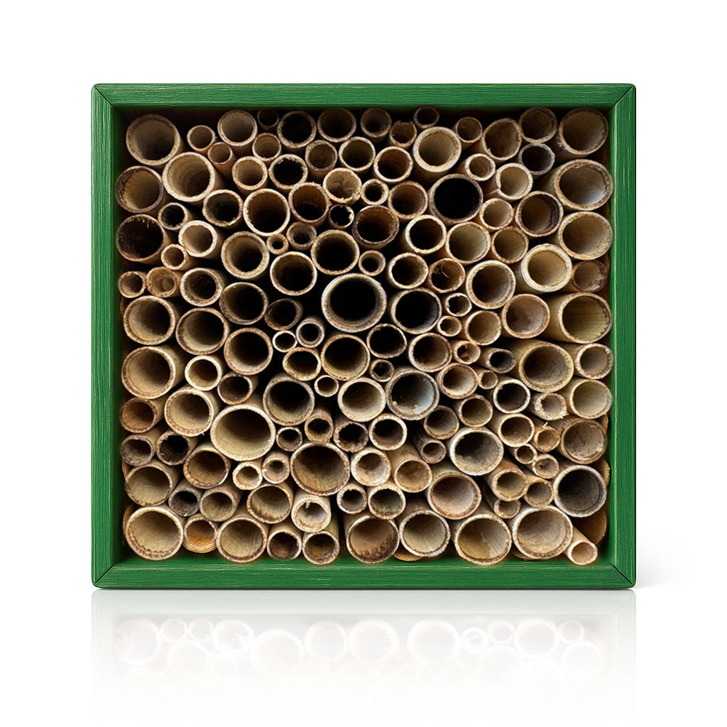 Bee houses with reeds tubes nesting