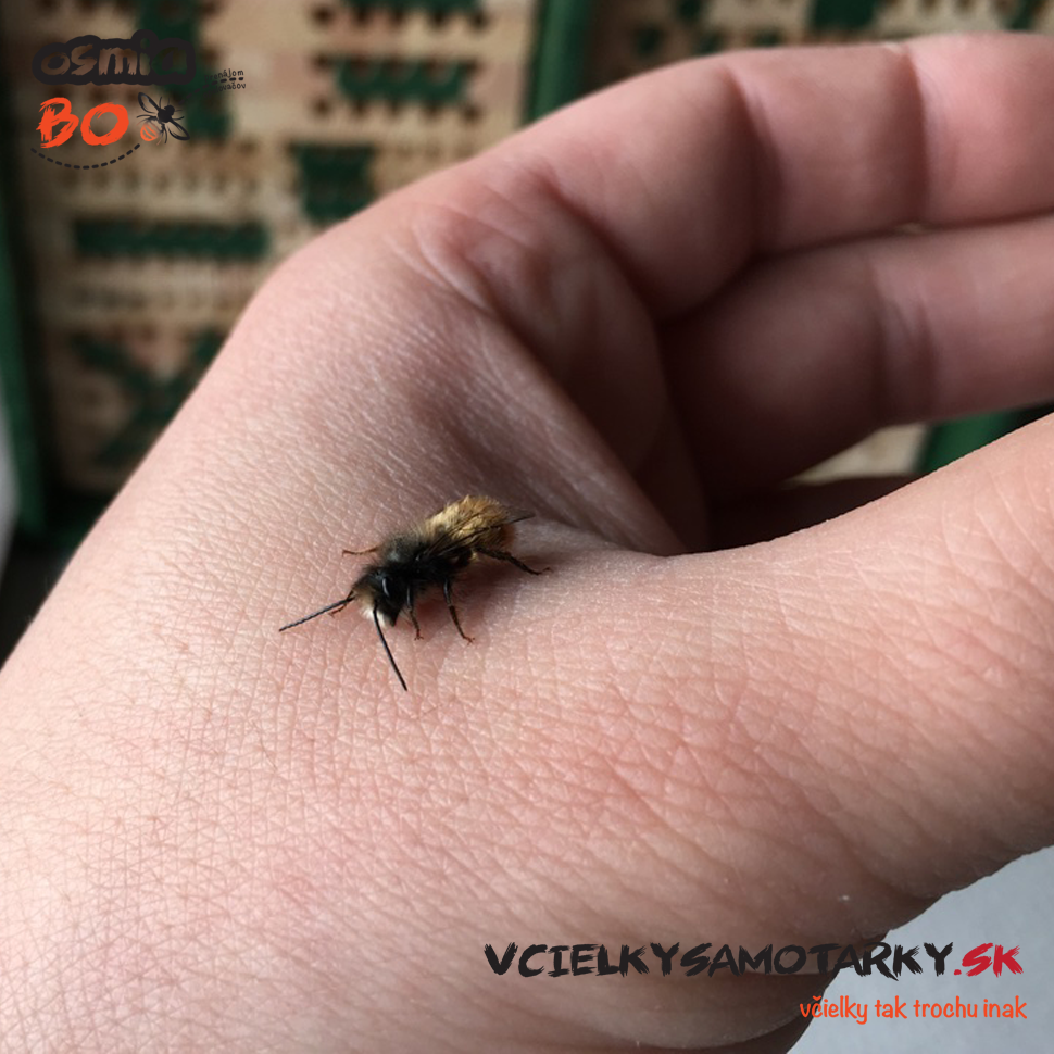 Osmia Box - PRENÁJOM