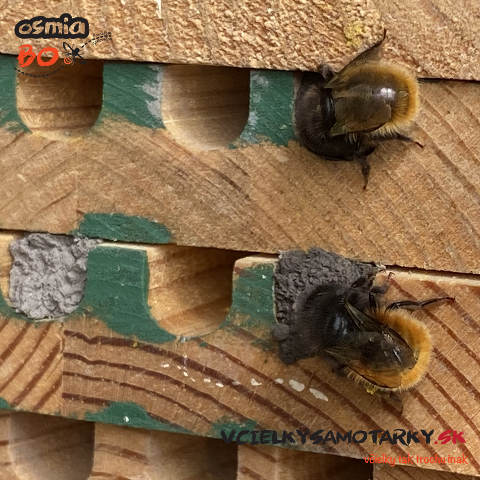 Osmia Box - PRENÁJOM
