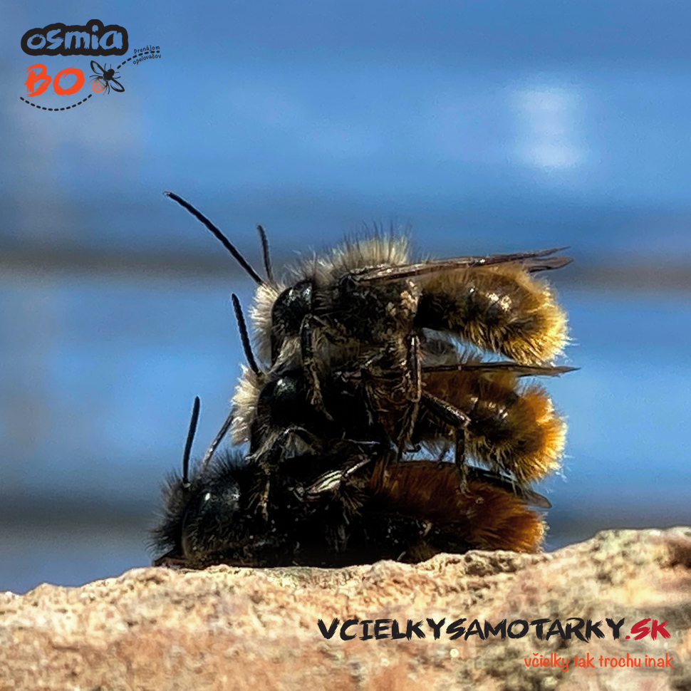 Osmia Box - PRENÁJOM