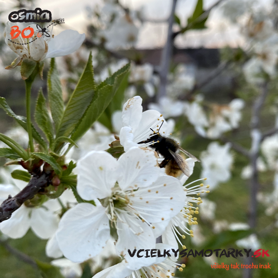 Osmia Box - PRENÁJOM