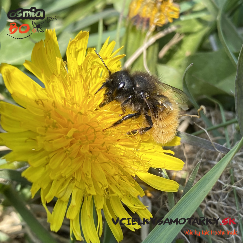 Osmia Box - PRENÁJOM