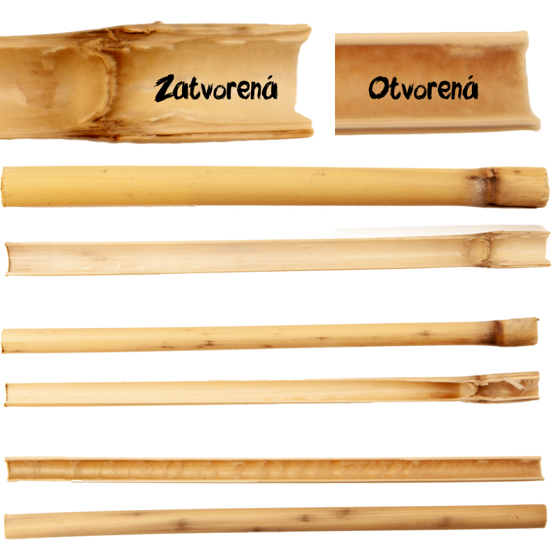 Reeds